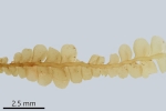 Pedinophyllum interruptum