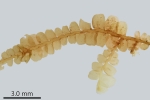 Pedinophyllum interruptum