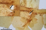 Pedinophyllum interruptum