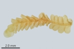 Pedinophyllum interruptum