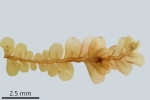 Pedinophyllum interruptum