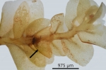 Pedinophyllum interruptum