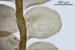 Pedinophyllum interruptum