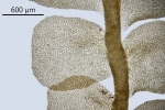Pedinophyllum interruptum