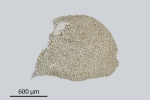 Pedinophyllum interruptum