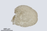 Pedinophyllum interruptum
