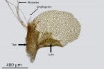Pedinophyllum interruptum