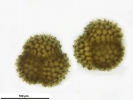 Sphaerocarpos michelii