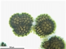 Sphaerocarpos michelii