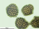 Sphaerocarpos michelii