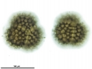Sphaerocarpos michelii