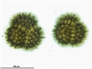 Sphaerocarpos michelii