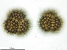 Sphaerocarpos michelii