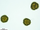 Sphaerocarpos europaeus