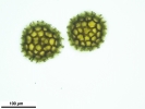 Sphaerocarpos europaeus