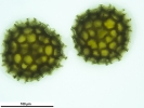 Sphaerocarpos europaeus