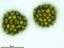 Sphaerocarpos europaeus