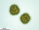 Sphaerocarpos europaeus