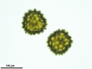Sphaerocarpos europaeus