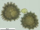 Sphaerocarpos europaeus