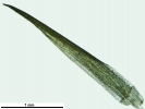 Campylopus gracilis