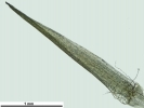 Campylopus gracilis