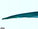 Campylopus gracilis