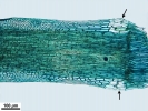 Campylopus gracilis