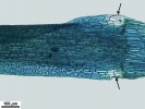 Campylopus gracilis