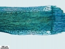 Campylopus gracilis