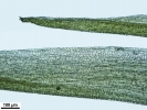 Campylopus gracilis