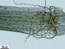 Campylopus gracilis