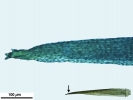 Campylopus gracilis