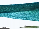 Campylopus gracilis