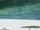 Campylopus gracilis