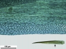 Campylopus gracilis