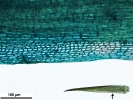 Campylopus gracilis