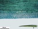 Campylopus gracilis