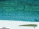 Campylopus gracilis