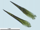 Campylopus gracilis
