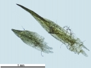 Campylopus gracilis