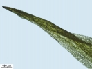 Campylopus gracilis