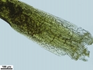 Campylopus gracilis