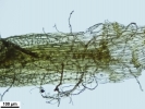 Campylopus gracilis