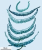 Campylopus gracilis