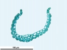 Campylopus gracilis