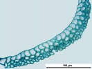Campylopus gracilis