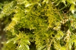 Campylophyllopsis calcarea