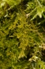 Campylophyllopsis calcarea
