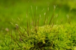Campylophyllopsis calcarea